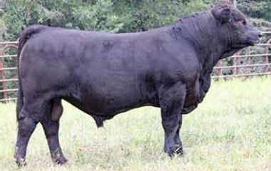 Lot 21 - 339Z GUNSLINGER 627D ET